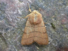 Charanyca trigrammica