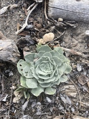 Physaria didymocarpa