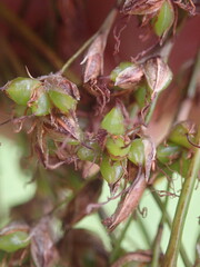 Machaerina complanata