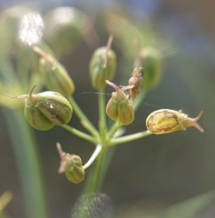 Physospermum cornubiense