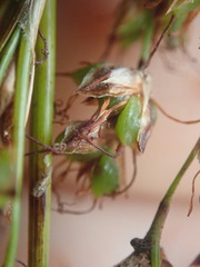 Machaerina complanata
