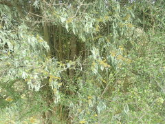 Ramalina ovalis