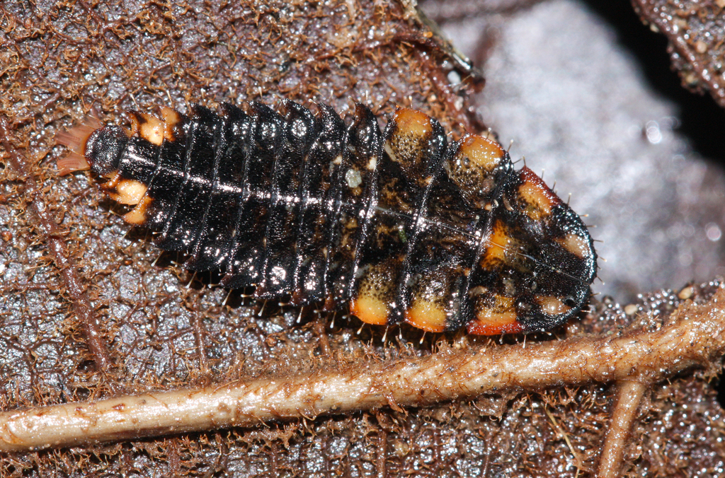 Fireflies from Maquipacuna Reserve & Ecolodge, Metropolitan District of ...