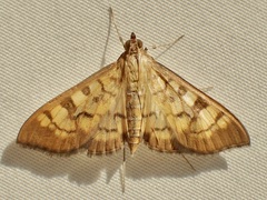 Mimorista