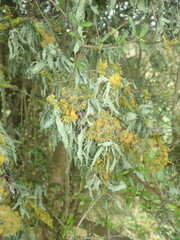 Ramalina ovalis