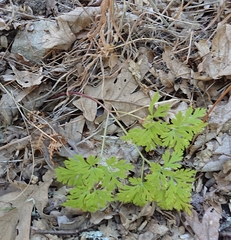 Physospermum cornubiense