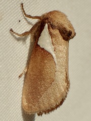 Prolimacodes trigona