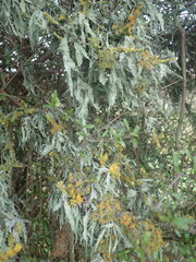 Ramalina ovalis
