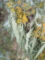 Ramalina ovalis