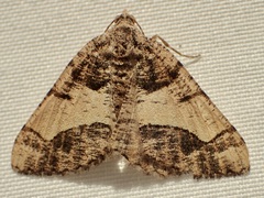 Frederickia hypaethrata