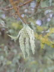 Ramalina ovalis