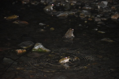 Rhinella limensis