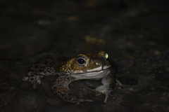 Rhinella limensis