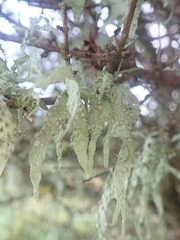 Ramalina ovalis