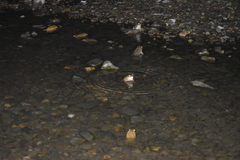 Rhinella limensis