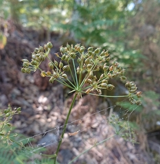 Physospermum cornubiense