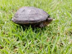 Kinosternon hirtipes murrayi