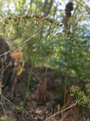Physospermum cornubiense