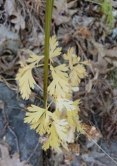 Physospermum cornubiense