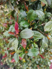Austropuccinia