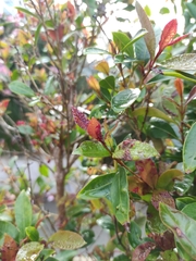 Austropuccinia