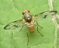 Palloptera umbellatarum