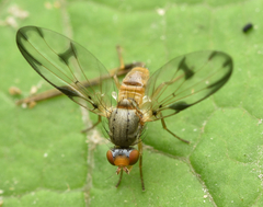 Palloptera umbellatarum
