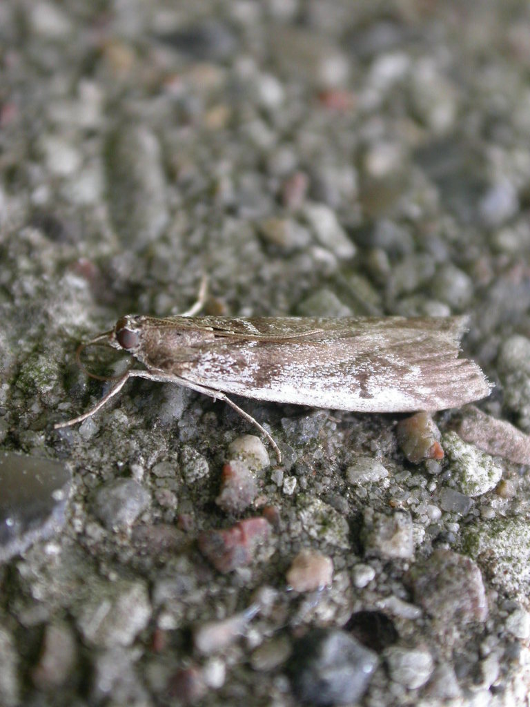 Zophodia