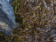 Pseudostereodon procerrimus