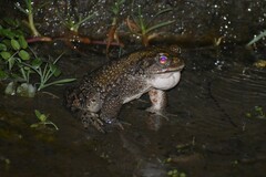 Rhinella limensis