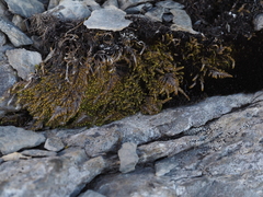 Pseudostereodon procerrimus