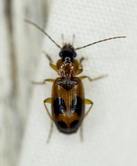 Badister neopulchellus