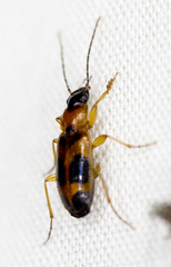 Badister neopulchellus