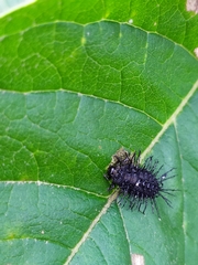 Epilachna mexicana
