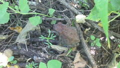 Incilius occidentalis