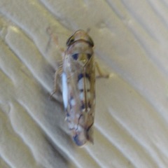 Scaphoideus opalinus