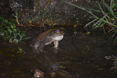 Rhinella limensis