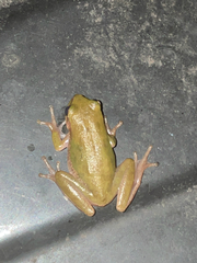 Hyla squirella