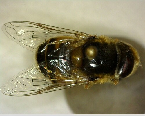 iNaturalist observation photo of Black-footed Drone Fly