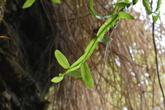 Baccharis sagittalis