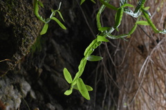 Baccharis sagittalis