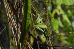 Baccharis sagittalis