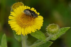 Eristalinus sepulchralis