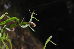 Baccharis sagittalis