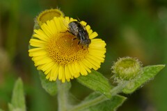 Eristalinus sepulchralis