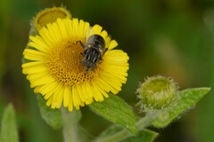 Eristalinus sepulchralis