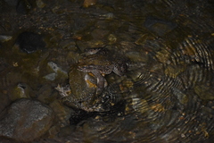 Rhinella limensis