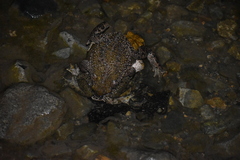 Rhinella limensis