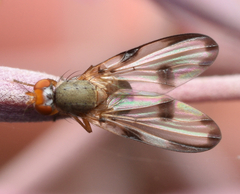 Palloptera umbellatarum