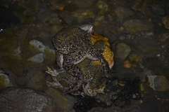 Rhinella limensis